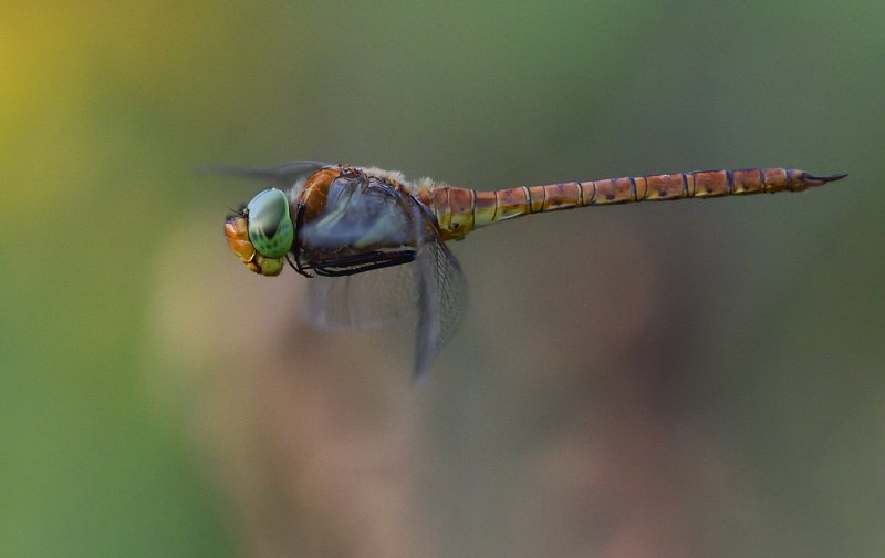 fly, insect, dragonfly, green, air, light Dragonflyphoto preview