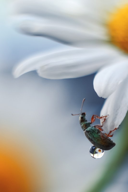 Ромашкаphoto preview