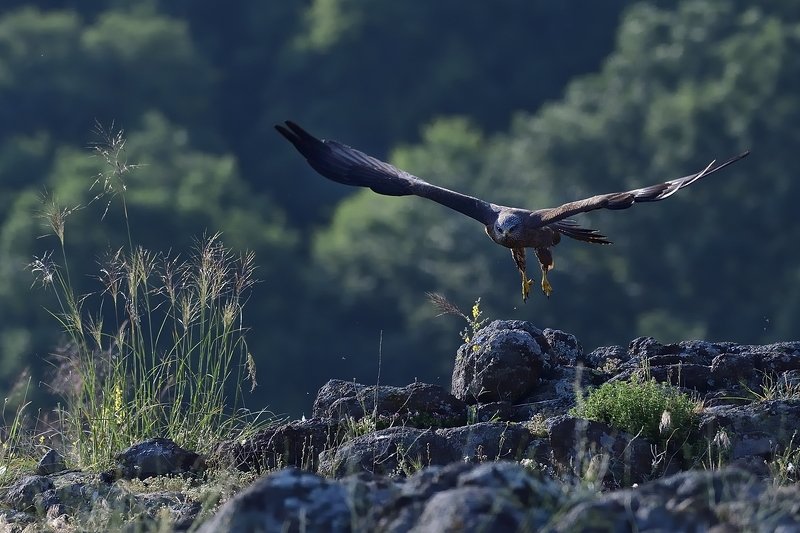 птицы birds Milvus migransphoto preview