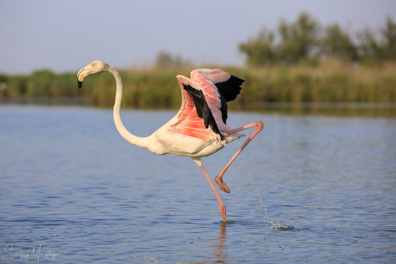 ornithological park of pont de gau in camargue. Ornithological park of Pont de Gau in Camargue.photo preview