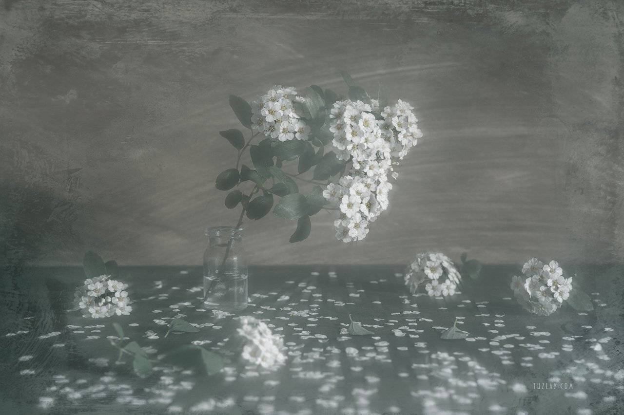 И снова майское, про спирею. Автор: Владимир Тузлай спирея, невеста, листки спиреи, цветок спиреи, лепестки, весна во флаконе, Владимир Тузлай