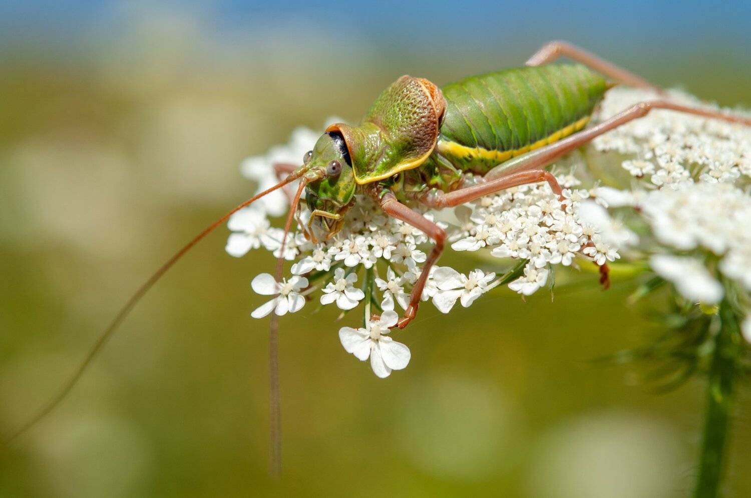 Grasshopper. Автор: Svetoslav Radkov , Svetoslav Radkov