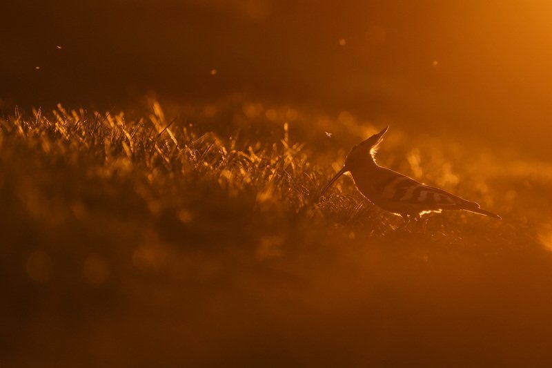 удод, птицы, природа, животные, анималистика, wildlife, birds, hoopoe Золотой удодphoto preview