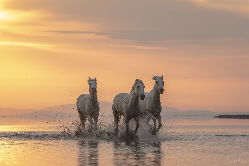 camargue horses. Camargue horses.photo preview