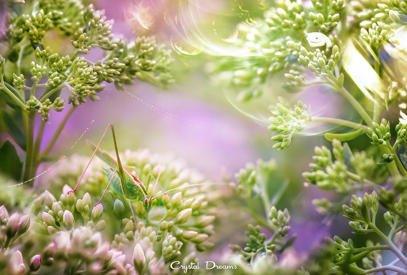 crystal dreams, macro, summer, color, art, nature \