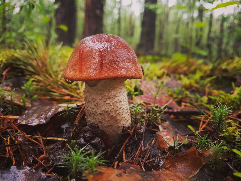 печора,коми,грибы Грибные дниphoto preview