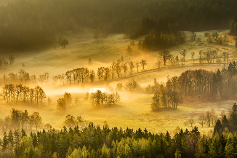 sunrise, morning, sun, green, beautiful, trees, forest, light, spring Foggy morningphoto preview