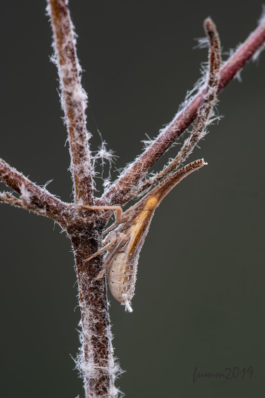 ОЧЕНЬ РЕДКАЯ МОДЕЛЬ!photo preview