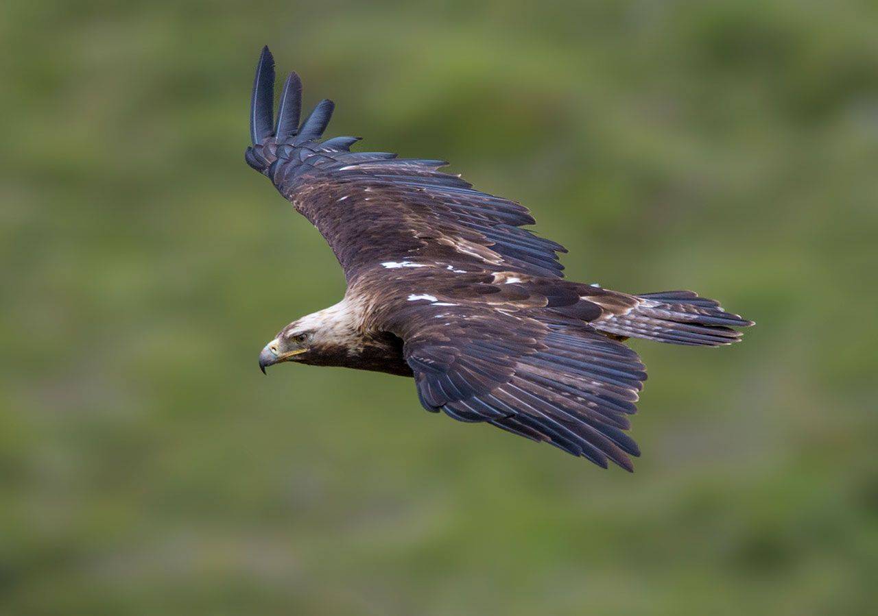 могильник, Хасан Журтов