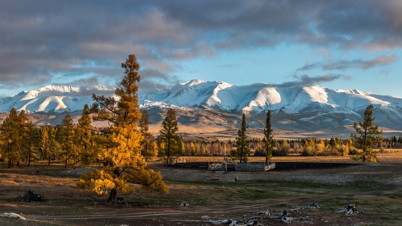 горы, алтай, горный алтай, ник васильев, красота, курай, курайская степь, утро, рассвет, курайский хребет, дерево, лиственница Рассвет в Курае.photo preview