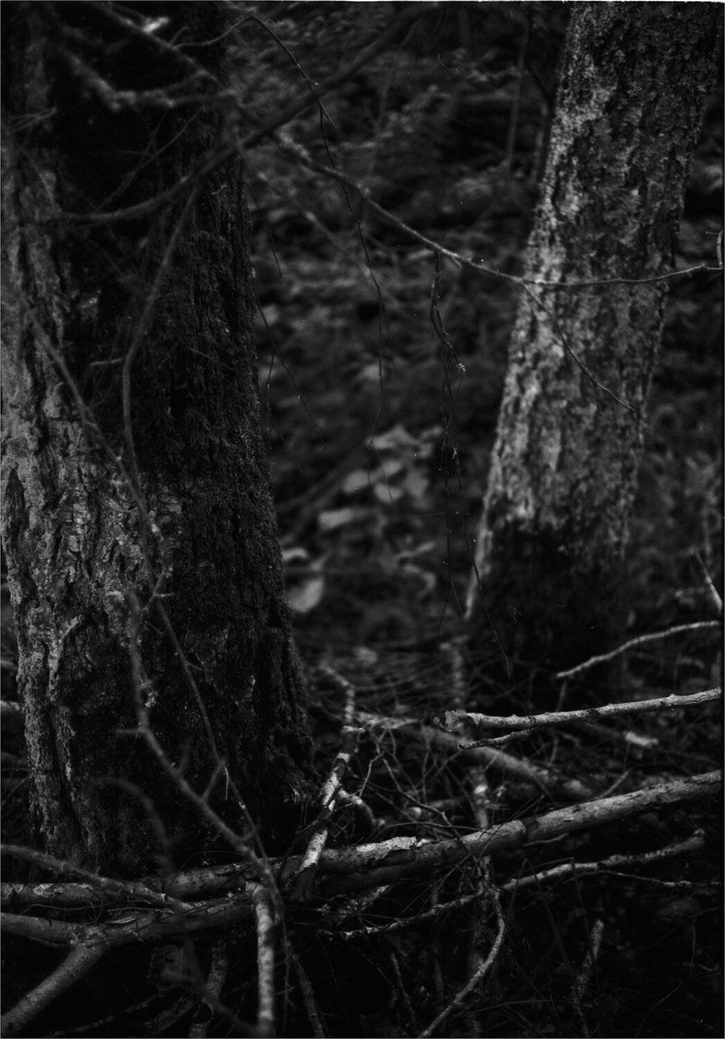 деревья, чб, ilford, Алексей Егоров