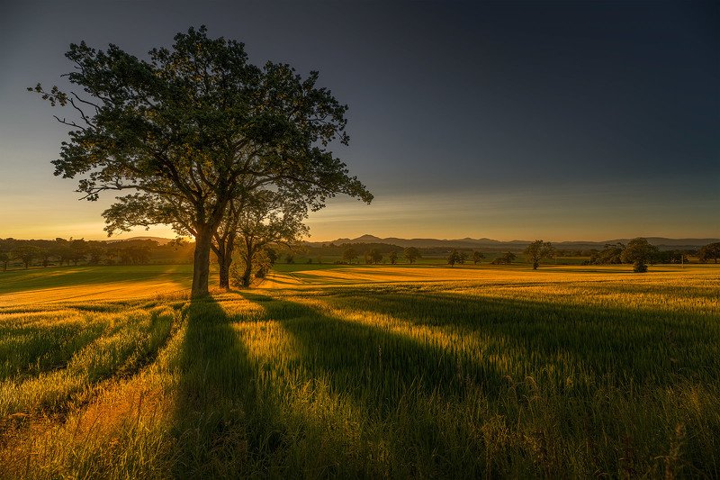 @1pro.photo The gold of Scotlandphoto preview