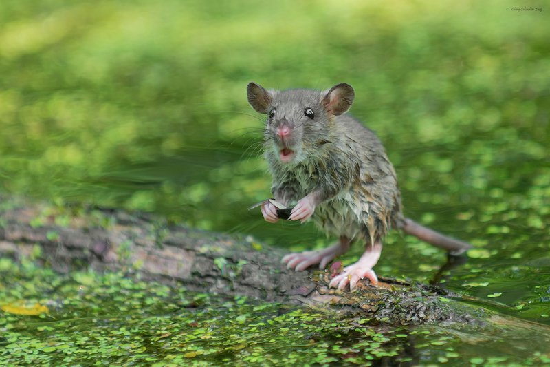 Ихтиандрphoto preview