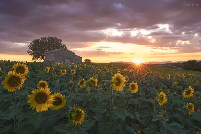 sunset sunflowers provence Sunset in Provence.photo preview