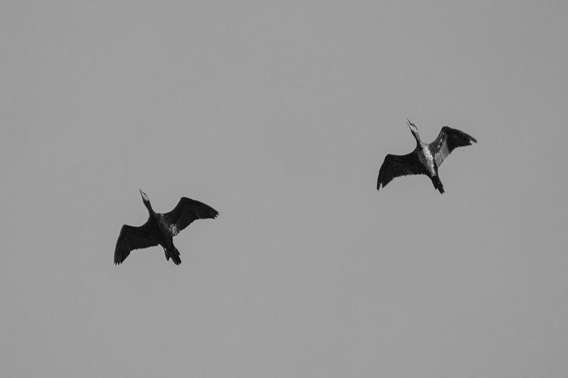 b&w,art,travel,freedom,nature,passion,peace,photography,life, IMPRESSIONSphoto preview