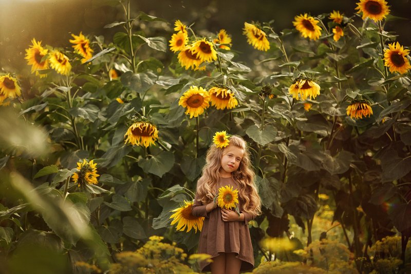 Подсолнухиphoto preview