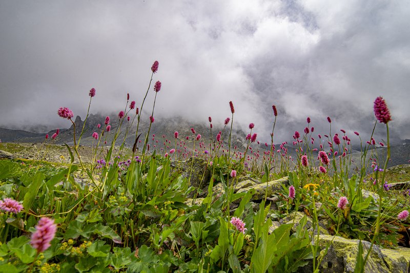 flowers,mountains,clouds. photo preview