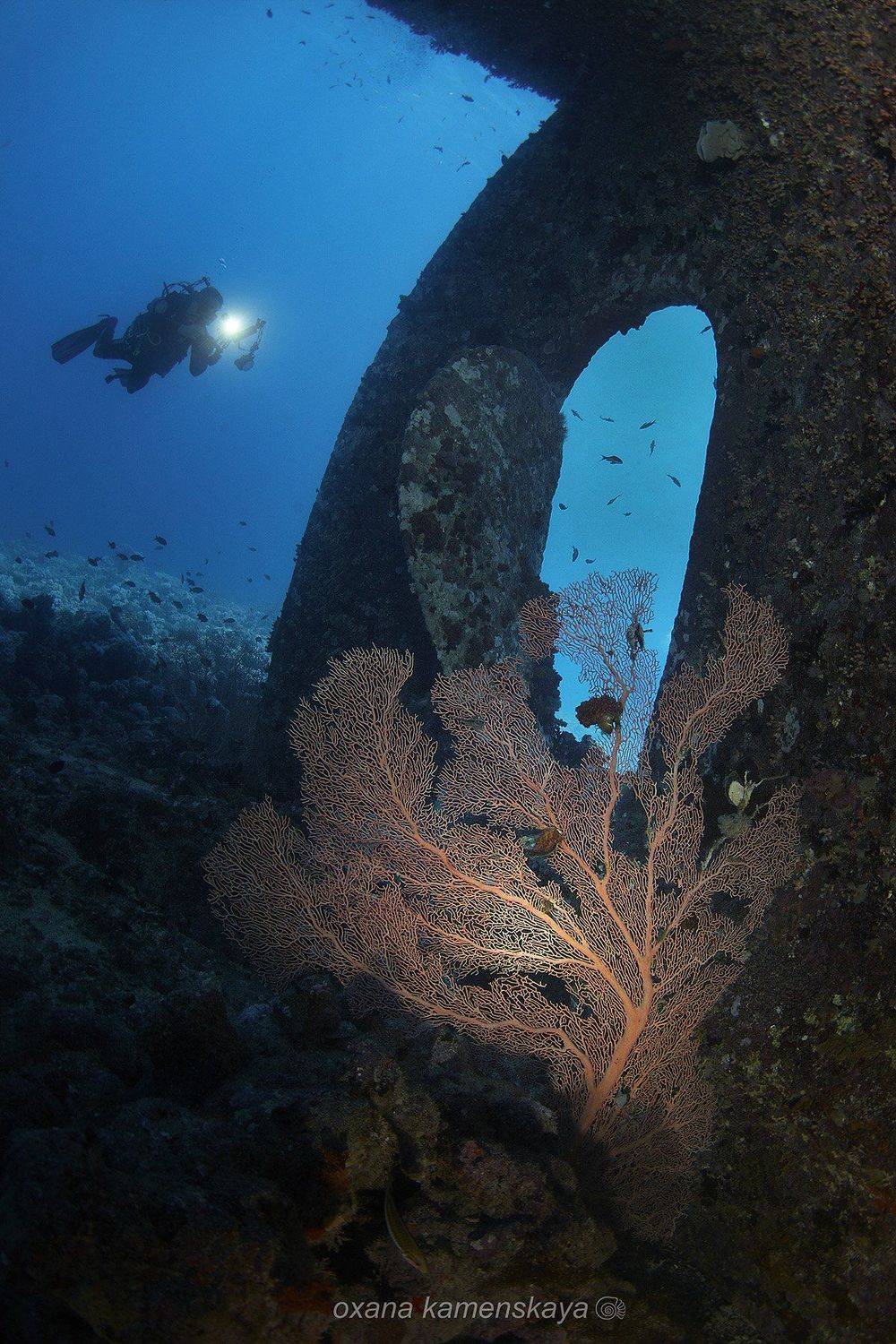 wreck diver gorgonaria propeller, Оксана Каменская