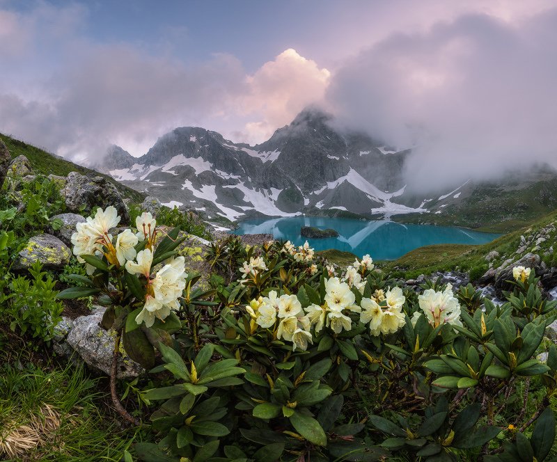 северный, кавказ,рододендрон, большое имеретинское, озеро безмолвия, вечер, июль, У озера Безмолвияphoto preview