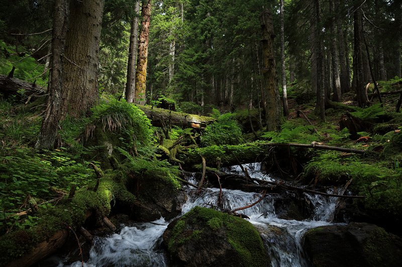 тебердинский, заповедник, кчр, карачаево, черкессия, домбай photo preview