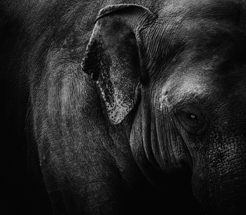 Fineart Elephantphoto preview