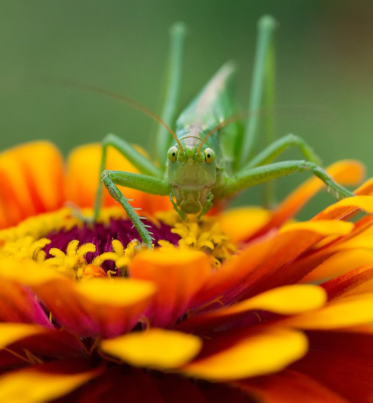 Глаза в глазаphoto preview