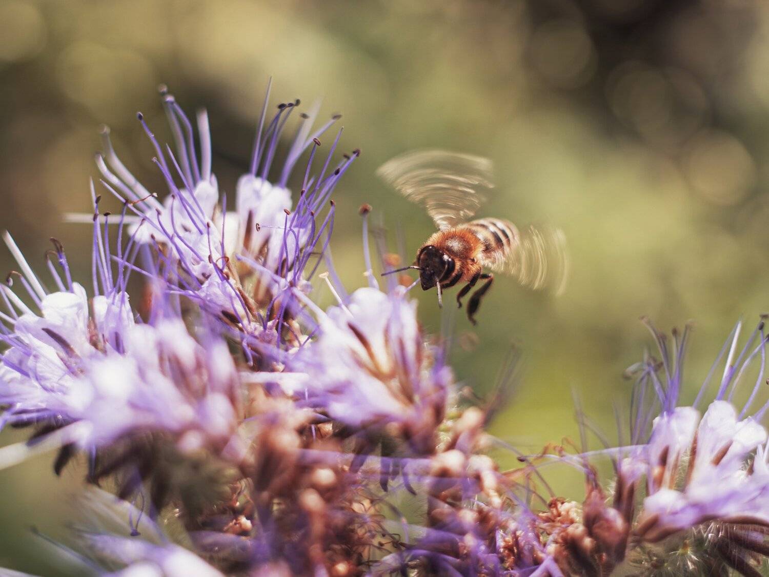 Бззззз. Автор: Анастасия Третьякова лето пчела гелиос44 макро цветы природа, Анастасия Третьякова