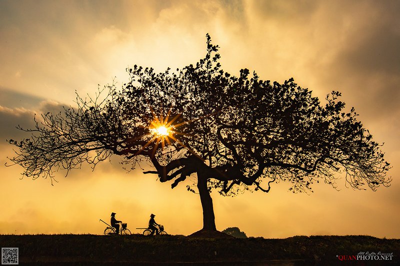 quanphoto, landscape, sunset, sundown, rural, countryside, farmers, lonely_tree, vietnam Rural Sunsetphoto preview