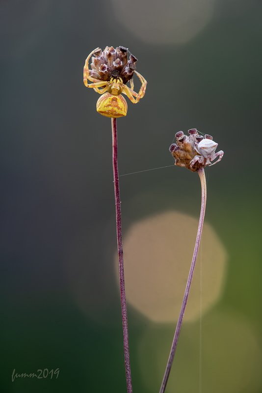 ДЕВОЧКИ НА ШАРАХphoto preview