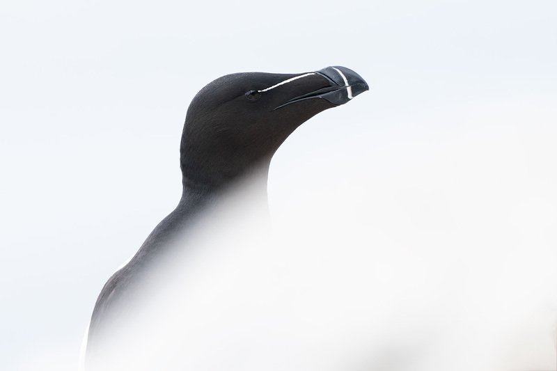 гагарка, птицы, животные, анималистика, природа, nature, razorbill, animals, wildlife Портрет гагаркиphoto preview