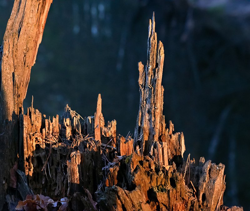 пень, фантастический мир, лето, мещёра, рязанская область Pro фантастические миры старого пняphoto preview