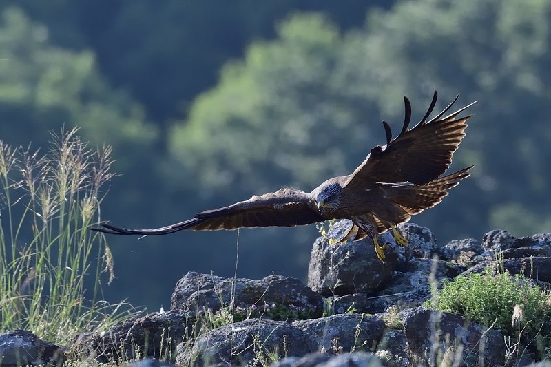 птицы birds Milvus migransphoto preview