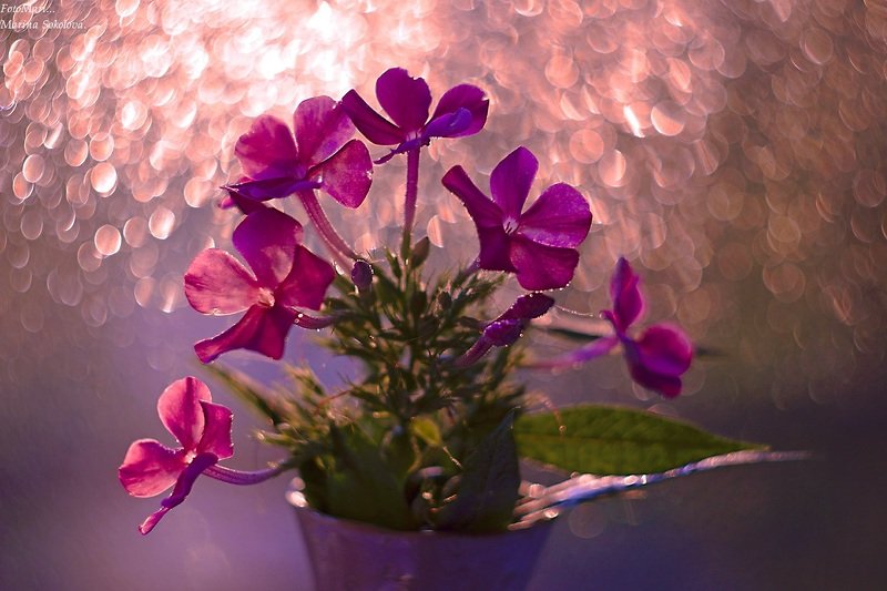 Флокс ты мой опавший...photo preview