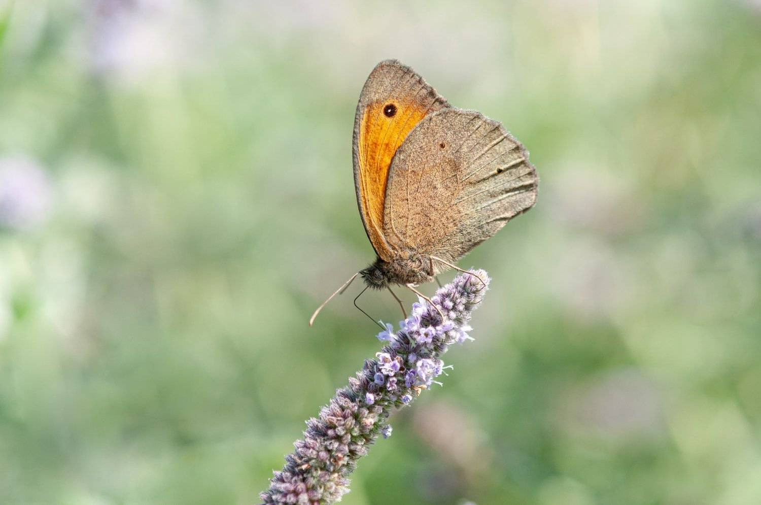 Пеперуда а мента. Автор: Svetoslav Radkov , Svetoslav Radkov