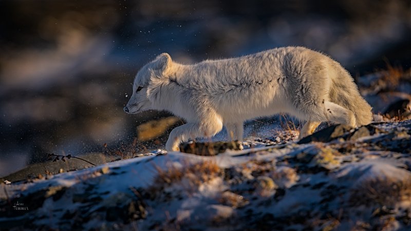 norway Polarfoxphoto preview