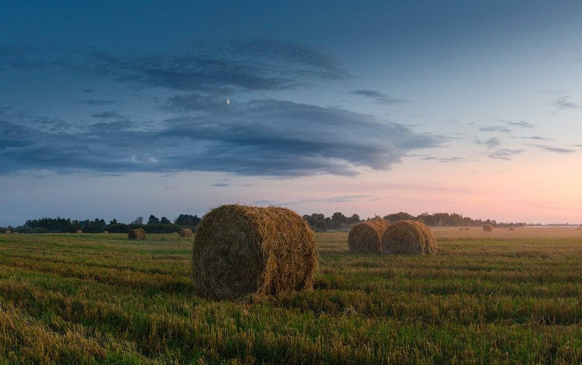 Скоро осень... Автор: Майя Афзаал лето, поле, пшеница, вечер, закат, россия, Майя Афзаал