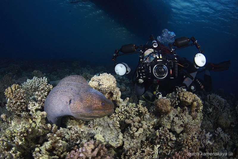 Окружили муренуphoto preview