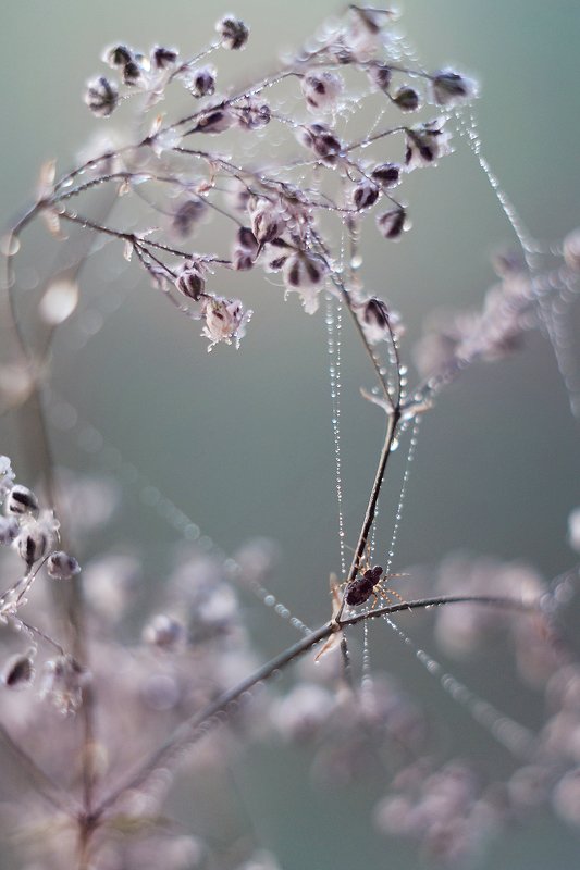 Росаphoto preview