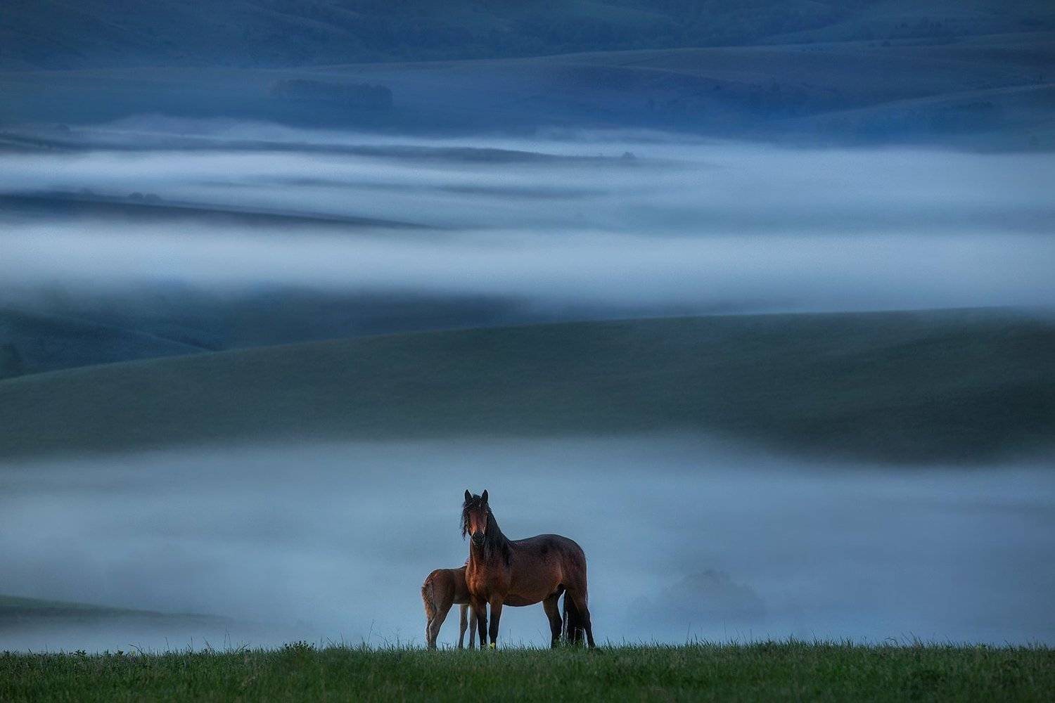Предрассветная элегия. Автор: Ольга Рудченко алтай, тревел, пейзаж, лошади, рассвет, Ольга Рудченко