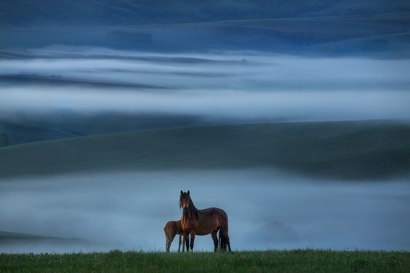 алтай, тревел, пейзаж, лошади, рассвет Предрассветная элегияphoto preview