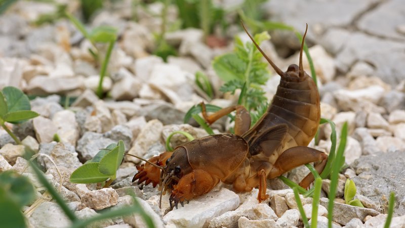 жук,лапы,глаза,свет,блик,солнце,песок Медведкаphoto preview