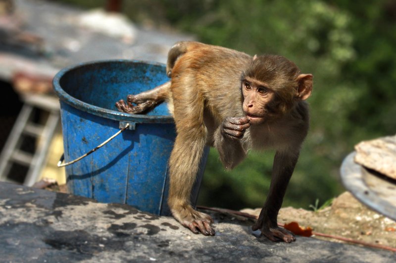 непал, обезьянки, мартышки, катманду, путешествия, животные, ведро, вода, жара Водные процедуры :)photo preview