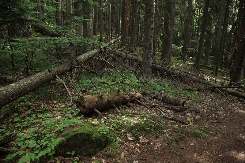 тебердинский, заповедник, кчр, карачаево, черкессия, домбай photo preview