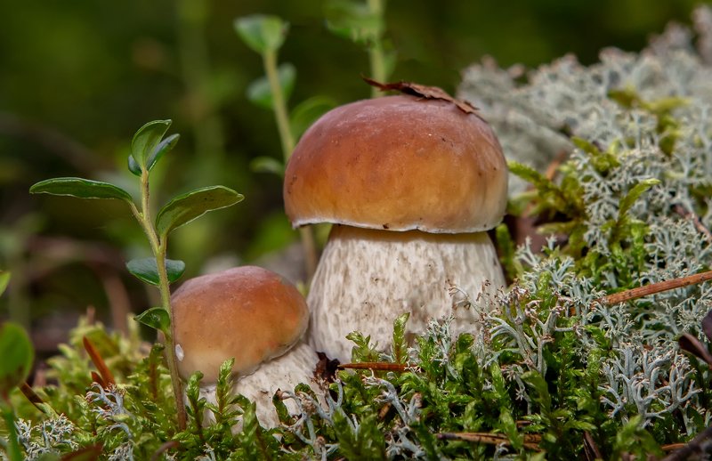 грибы,природа,север,коми,тихая охота,белые,белые берёзовые,боровики,mushrooms,nature,north,komi,quiet hunting,white,white birch,boletus, Крепышиphoto preview