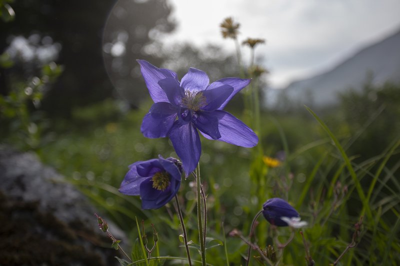 цветы, красиво, природа, горы Когда в горах цветёт аквилегияphoto preview