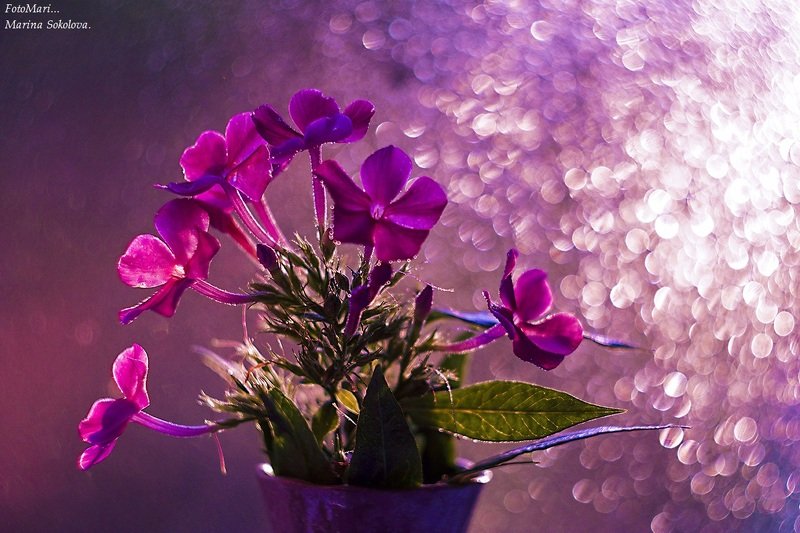 Флокс.photo preview