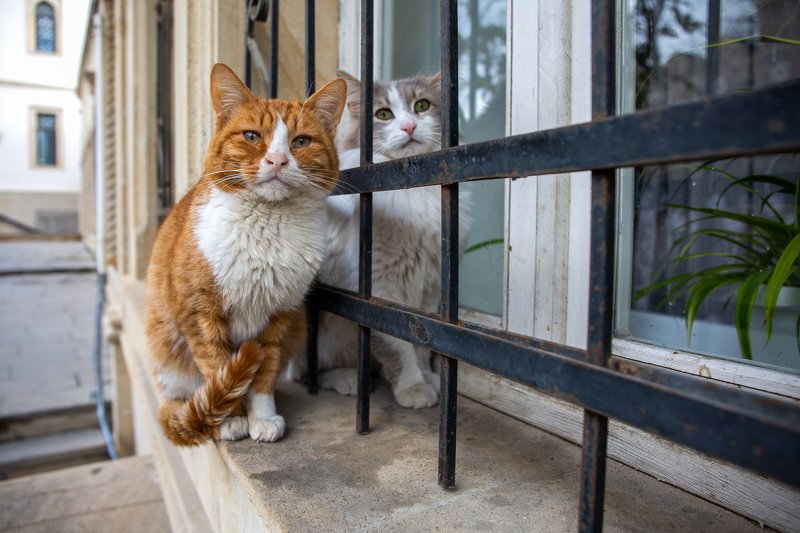 Двоеphoto preview