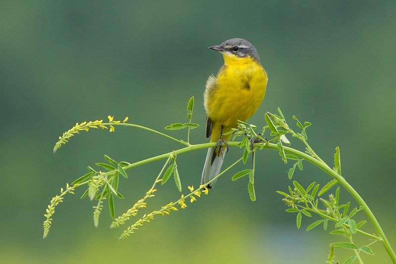 Желтая трясогузкаphoto preview