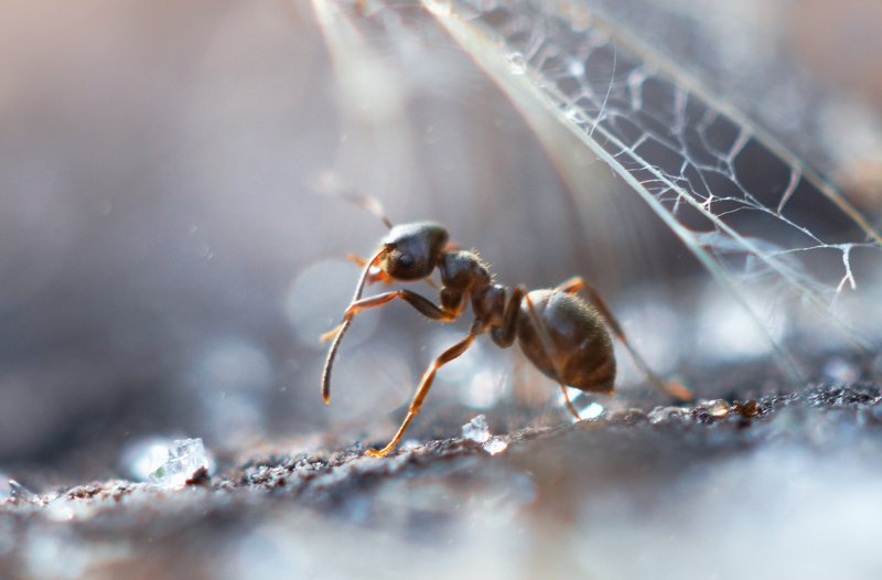 муравей, макро, природа, красота, лето, утро, роса, капли Утренняя прогулкаphoto preview