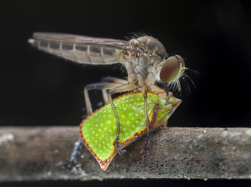#macro#asilidae#colors#prey Robberfly With Prey 190813Aphoto preview